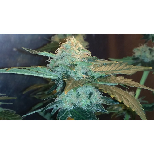 Cannatonic CBDV Flower