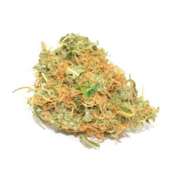 Organic Jack Herer