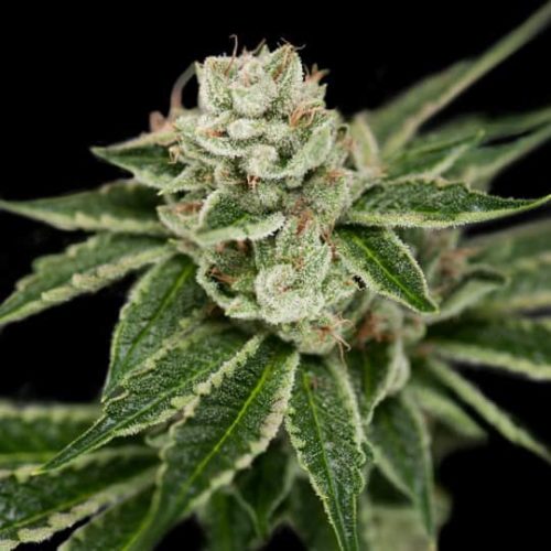 Crockett's Dawg Regular Marijuana Seeds