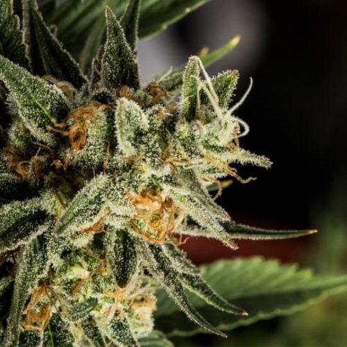 Crockett's Tangie Marijuana Seeds