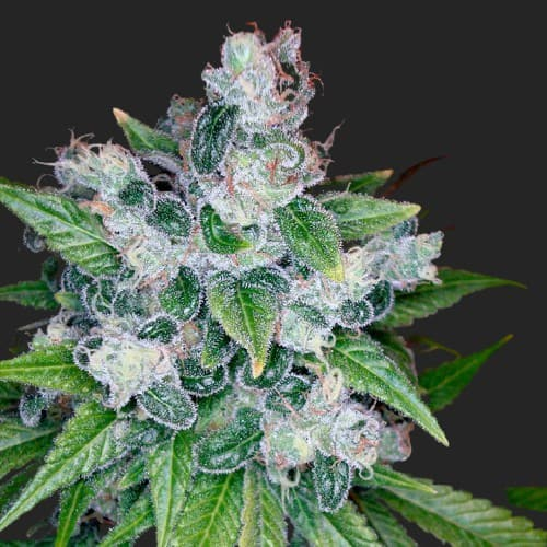 Looking for the best Kandy Kush cannabis seeds? We've got you covered! Stock up on these high-quality Kandy Kush seeds and get ready to grow beautiful buds at home.