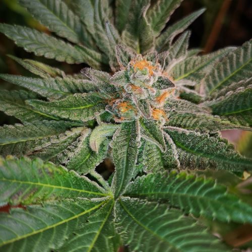 Buy Blue D#5 Regular Cannabis Seeds Online. Blue D #5 cannabis seeds from Old School Genetics