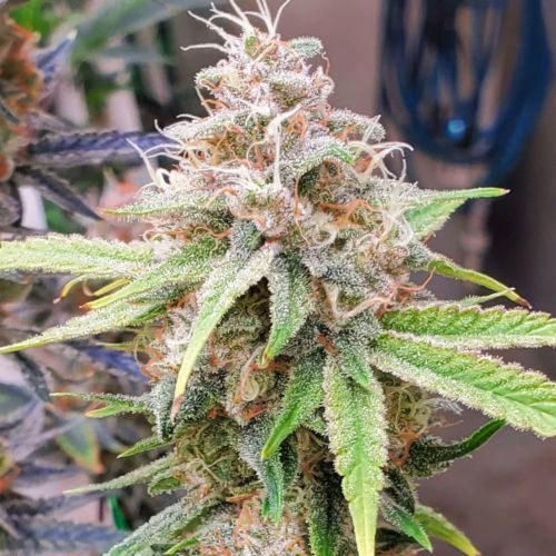 Buy Orange Zkittlez Seeds online from best quality seed bank