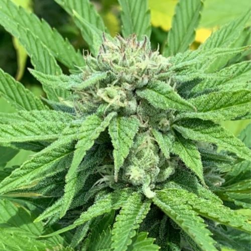 Buy Green River Cannabis Seeds Online