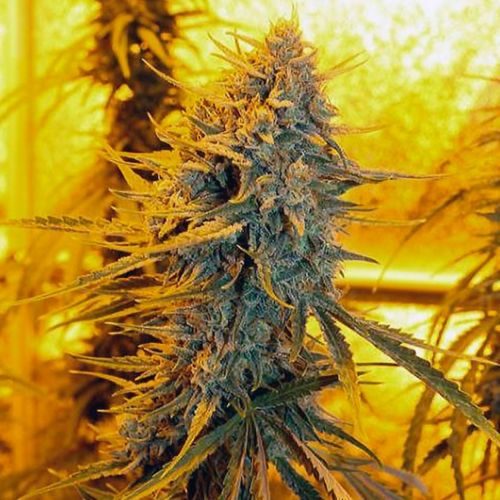 Get Perfect Results With These Bubble Gum Cannabis Seeds