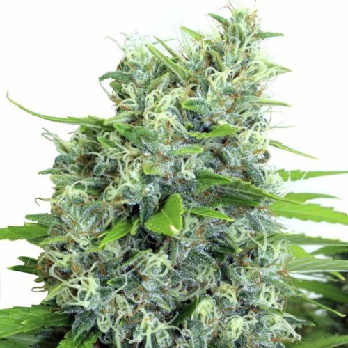 Buy Kali-Bubba Regular Cannabis Seeds