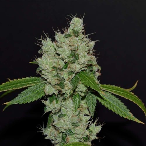 Buy Sour Josh Regular Cannabis Seeds Online