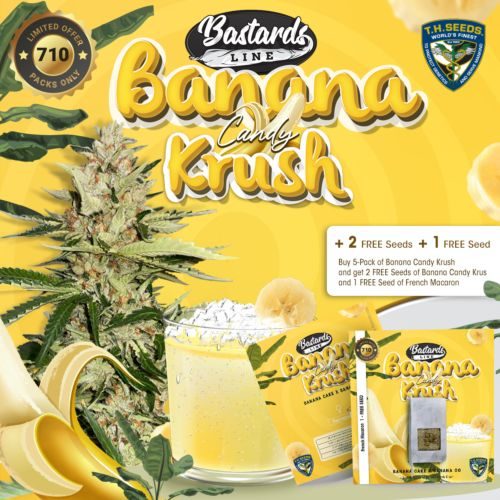 Buy Banana Candy Krush Feminized Cannabis Seeds