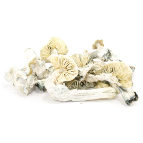 Get your fresh Albino Avery mushrooms from our online store! Delivery available nationwide. Shop now for premium quality mushrooms!
