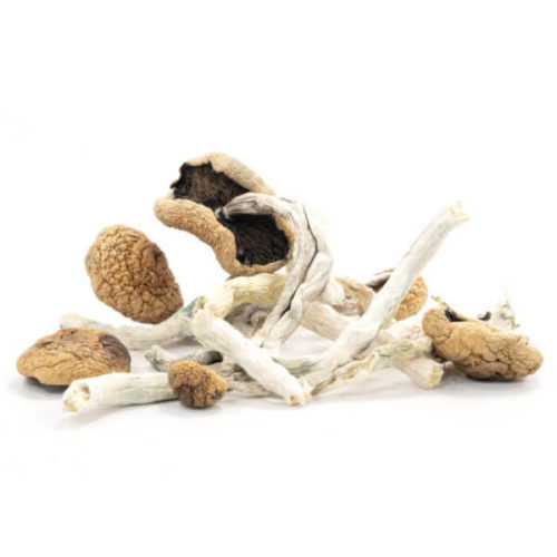 Find the finest Arenal Volcano mushrooms at our online store! We offer high-quality mushrooms that are locally harvested in Costa Rica. Shop now!