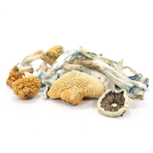 Order Albino Blue Meanies Mushrooms Online
