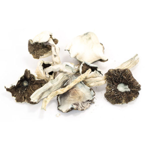 Shop for high-grade, fresh Great White Monster Magic Mushrooms online! Enjoy great prices and secure delivery services when you purchase your mushrooms from us today.