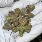 Gelato Floatz THCa Flower