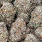 Banana Cream Cake Jealousy THCa Flower