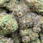 Beignets Exotic THCa Flower