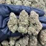 Birthday Cake Indoor CBD Strain