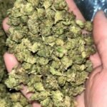 Biscotti THCa Smalls