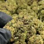 Bubba Kush THCa Flower