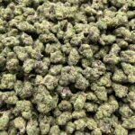 Bubble Gum Gelato Smalls Indoor CBD Strain