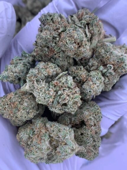 Purple Gumbo THCa Flower