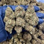 Caribbean Passion CBD Strain