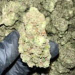 Tahoe OG THCa Flower