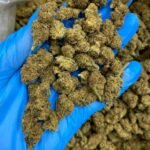 Euphoria Delta-8 THC Flower