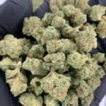 Fiji Mintz THCa Flower