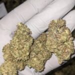 GMO CBD Strain