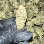 Gelato 41 X Kush Mintz Indoor