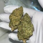 Gelato Z THCA Flower