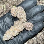 Granimals Exotic THCa Flower