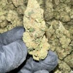 Astro Runtz THCa Flower