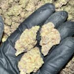 Jelly Donut Exotic THCa Flower