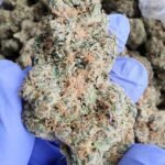 Lemon Fire Runtz THCa Flower