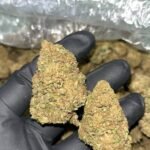 Lemon Gas CBD Strain