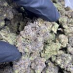 Lemon Haze CBDV Flower