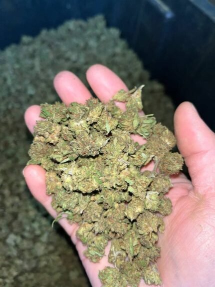 Lemon Haze smalls CBD Strain
