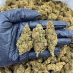 Mindscape CBD Strain