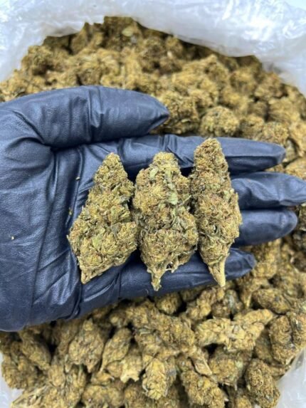 Mindscape CBD Strain