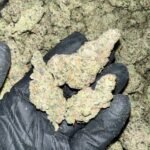 Obi Wan Exotic THCa Flower