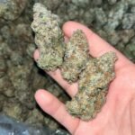 Orange Creamsicle Exotic THCa