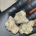 Oreo Blizzard THCA EXOTICS