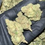 Papaya Bomb THCa Flower