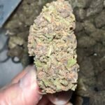 Pink Panther THCa Strain