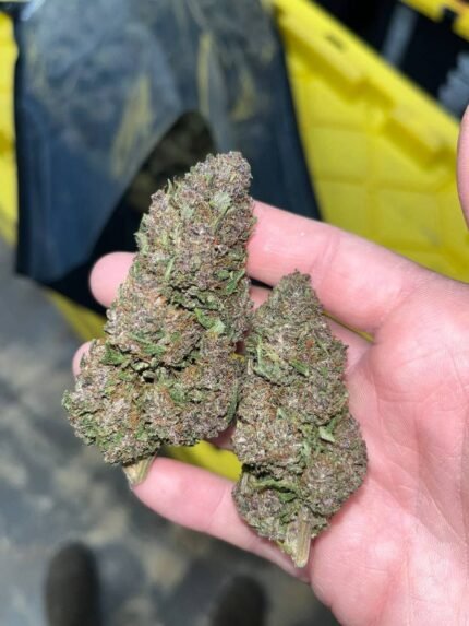 Pink Pineapple CBD Strain