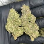 Project 007 THCa Flower