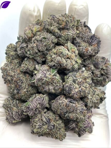 Purple Cream Exotic THCA Flower