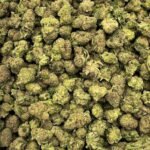 Purple Milk THCA Strain