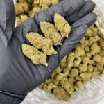 Purple Queen CBD Strain